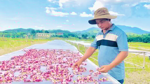 Vùng đất cằn này ở Huế, dân trồng giống sâm gì, củ bán đắt đã đành, hoa, lá cũng bán tốt?