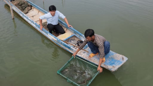 Nuôi con vật ngụp lặn dưới ao ở Tây Ninh, thịt ngọt như 'nhân sâm nước', bán 230.000 đồng/kg