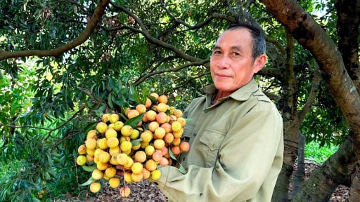 Từ cây đặc sản Hưng Yên, nông dân Hà Tĩnh liều đưa về trồng, giờ quả ngon ra quá trời