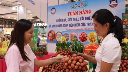 Cận kề sáp nhập tỉnh Hải Dương, Hải Phòng, cả 2 đang cùng quảng bá, giới thiệu đặc sản vải thiều Thanh Hà, hàng OCOP