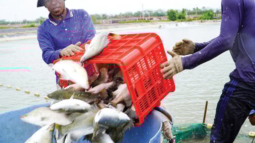 Một ông nông dân Sóc Trăng nuôi cá đặc sản xuất khẩu hàng nghìn tấn/năm, quản lý, điều hành 10 anh kỹ sư
