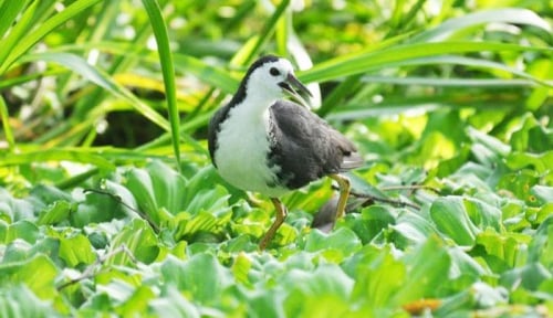 Một khu rừng vùng Đồng Tháp Mười ở Long An có 13 loài động vật hoang dã trong sách Đỏ