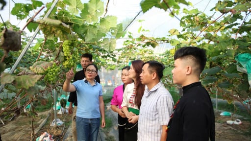Lai Châu: Điểm sáng về phát triển nông nghiệp hàng hóa ở Than Uyên