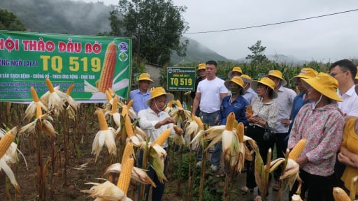 Lai Châu: Ngô TQ 519 “hứa hẹn” mang lại những mùa vàng bội thu cho nông dân Tân Uyên