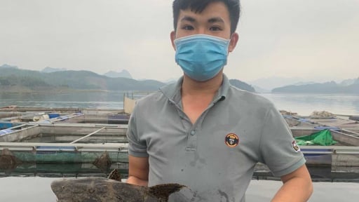 Trên nuôi con đặc sản nhai lá, dưới nuôi thứ cá 'tiến vua', thanh niên Hòa Bình tự 'trả lương tốt'
