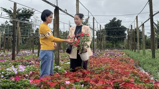 Trước ngày sáp nhập tỉnh Đắk Lắk, Phú Yên bãi bỏ một Nghị quyết 113 liên quan đến đưa trí thức trẻ về nông thôn