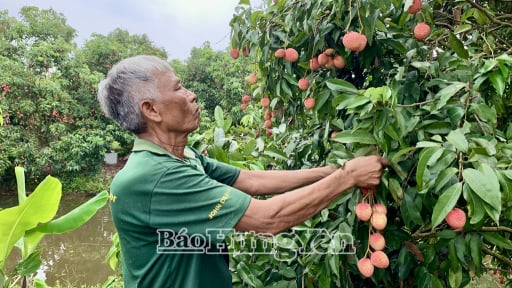 Giờ phút sáp nhập tỉnh Thái Bình, Hưng Yên có loại quả đặc sản gì 'đã lên máy bay' của một hãng hàng không Việt Nam?