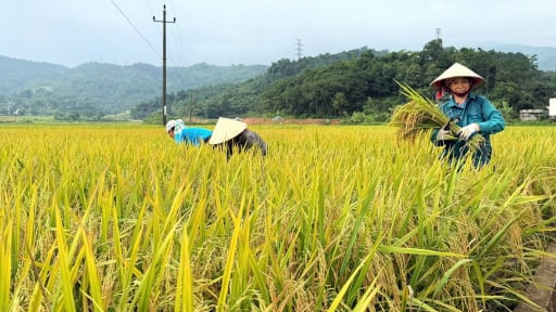 Lào Cai: Thử nghiệm giống lúa thuần nhiệt đới 15, cho năng suất gần 8 tấn/ha, nông dân Bát Xát thêm kỳ vọng mới
