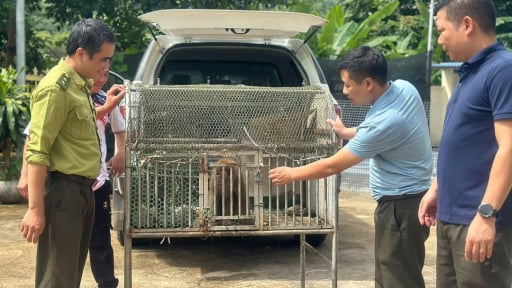 Thấy người dân đang nuôi một con khỉ, ngành chức năng Sơn La thuyết phục giao nộp rồi thả con khỉ về rừng