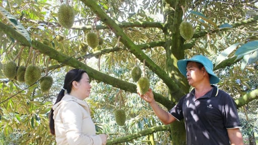 Nông dân người Hoa ở Đồng Nai 'liều' bỏ vàng ra đầu tư trồng cây đặc sản trên đất đá, hóa ra lại giàu to