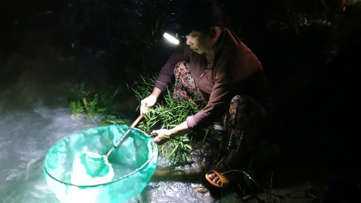 Ở một nơi của Phú Yên, hễ cứ tới mùa nào thì dân kéo nhau đi bắt cá chình giống ví như 'mầm nhân sâm'?