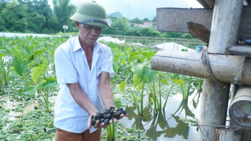 Nuôi la liệt dày đặc con đặc sản hiền như cục bột ở Bắc Kạn, cứ bắt bao nhiêu bán hết bấy nhiêu