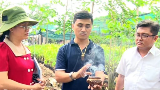 Đếm giờ sáp nhập tỉnh Bình Phước, ở Đồng Nai, dân trồng cây kỳ hải nam là cây gì mà giàu hẳn lên?