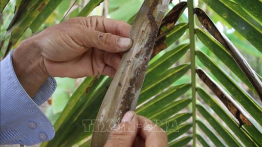 Sát ngày sáp nhập tỉnh Vĩnh Long, Bến Tre, Trà Vinh đang lo diệt trừ con động vật quái ác này đây
