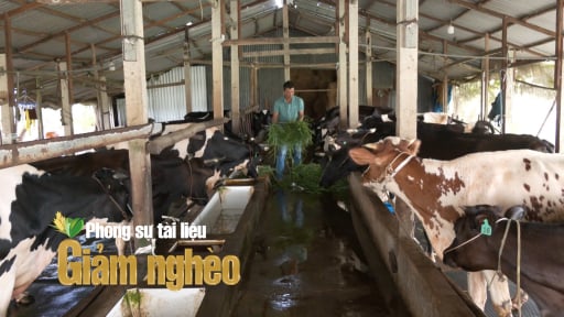Chăn nuôi bò quy mô lớn ở ĐBSCL: Giải quyết sinh kế, chăm lo cuộc sống cho người dân vùng nông thôn