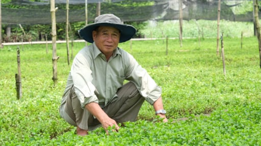 Trồng 'lung tung' các loại rau thơm, tốt um cản chả kịp, một ông nông dân Long An có tiền rủng rỉnh