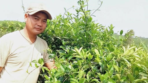 Một nông dân Quảng Trị trồng thành công một cây dược liệu tốt cho sức khỏe trước khi tỉnh nhà hợp nhất với Quảng Bình