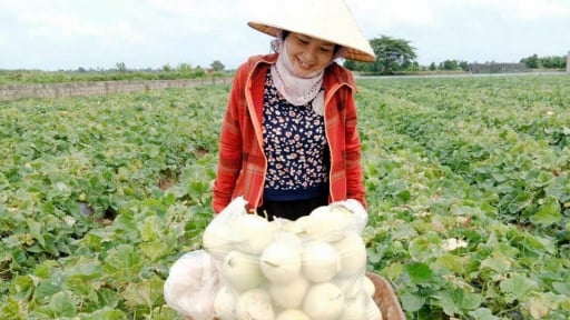  Một ngày trước sáp nhập Hải Dương, ở Hải Phòng nông dân trồng loại quả ngon đang bước vào vụ thu hoạch