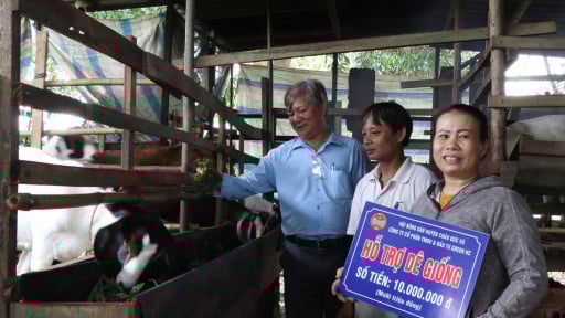 Nuôi dê đẻ sòn sòn, nông dân Bà Rịa-Vũng Tàu có của ăn của để trước ngày tỉnh này sáp nhập