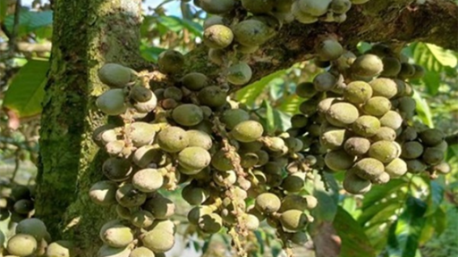 Thứ cây đặc sản xuất xứ Thái Lan, trồng thành công ở Hậu Giang, quả ngon ra quá trời như này