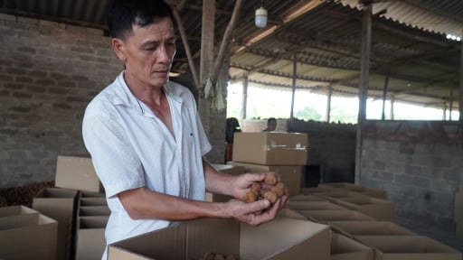 Vất vả hoàn thiện thủ tục thuế, tiểu thương sấy vải thiều ở Bắc Giang mong muốn được tạo thuận lợi