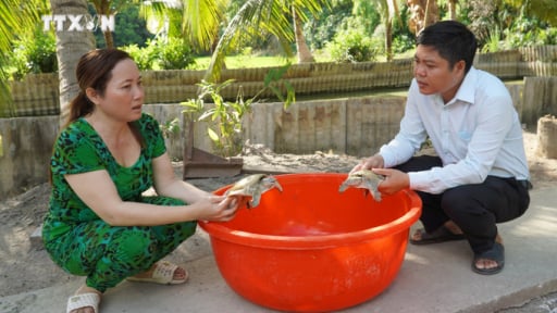 Con đặc sản tối ngày lặn ngụp dưới ao, nuôi thành công ở Kiên Giang, hễ bán là hút hàng