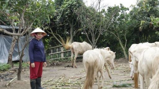 Một nông dân Thái Bình nuôi ngựa bạch, cá rô phi thành công trước ngày tỉnh này sáp nhập Hưng Yên