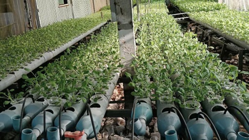 Người ta đang đến xem kiểu trồng rau sạch lạ ở một nơi trước sáp nhập tỉnh Kiên Giang với An giang