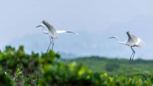 Một khu rừng ở thành phố lớn nhất tỉnh Quảng Ninh có loài chim hoang dã đang đẻ trứng la liệt