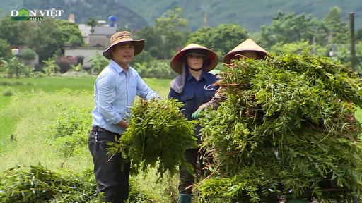 Ninh Bình: Nông dân Trung Sơn sản xuất tinh dầu, xà bông, dược liệu… từ tràm Úc
