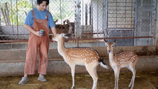Nuôi con động vật hoang dã 'nhú mầm đại bổ' trên đầu, trai Gia Lai tự trả lương cao