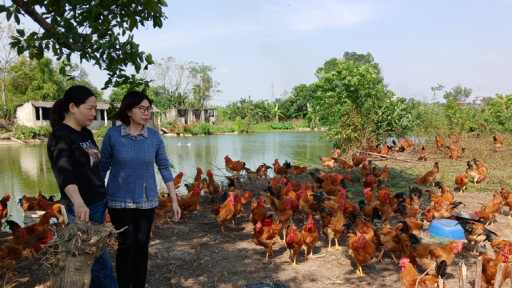 Ở một nơi của Nam Định, nuôi gà thả vườn cho ăn thêm thứ gì mà con nào cũng là gà ngon?