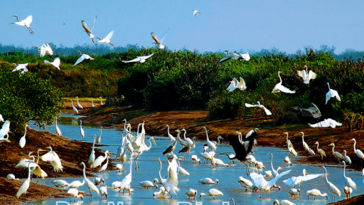 Tỉnh Ninh Bình mới có thêm một 'kho báu quý giá' với la liệt chim hoang dã bay rợp trời, tranh nhau bắt mồi