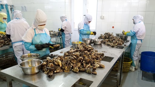 Thứ ngon đặc sản Quảng Ninh làm từ thịt con vật nằm im cả đời dưới biển