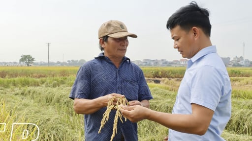 Người ta chán ruộng, bỏ đồng, sao các nông dân Thái Bình này lại 'ôm' vào rồi làm giàu to?
