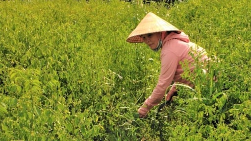 Thứ rau ngon dính tí nước tốt um, nhai ngọt như mì chính, trồng có 4 sào ở Bà Rịa-Vũng Tàu mà cầm cục tiền to