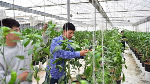 Nông dân tỷ phú Sơn La “bắt nhịp” công nghệ, anh nông dân rủ cả HTX cùng chuyển đổi số, làm nông nghiệp công nghệ cao, trồng quả trái vụ