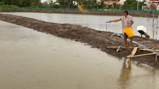 Nuôi dày đặc thành công một loại cá ngon, một nông dân Cà Mau bắt hàng tấn, bán 120.000 đồng/kg