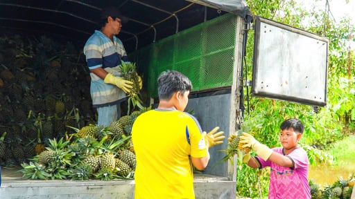 Vừa sáp nhập tỉnh Kiên Giang, An Giang xong, loại quả ngon này tăng giá tốt, nông dân phấn chấn
