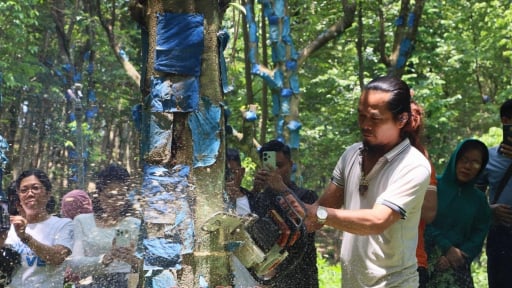 Trước khi sáp nhập tỉnh Đồng Nai, Bình Phước có vườn cây dó bầu tạo trầm hương hoành tráng thế này đây
