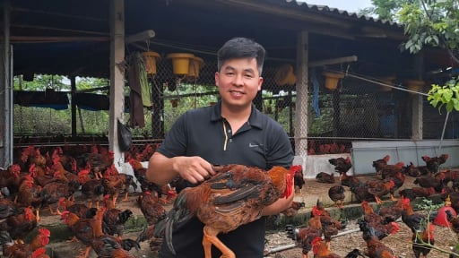 Một kỹ sư điện ở Thái Nguyên chuyển hướng về quê liên kết nuôi gà, mỗi năm bán ra thị trường 150 tấn, cứ bán 1.000 con lãi 10 triệu