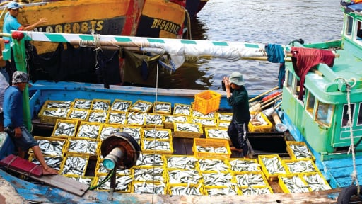 Dân biển tỉnh Lâm Đồng mới phấn chấn vào vụ cá nam, tàu cập bờ đầy cá tươi roi rói