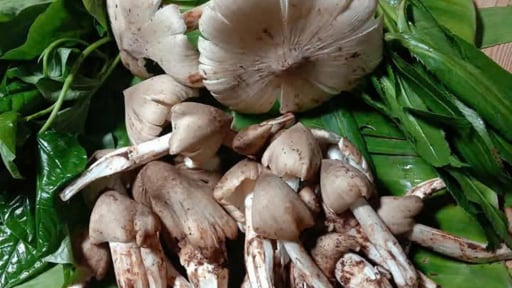 Một món ăn dân dã ở Tây Nguyên, chỉ có vào mùa mưa, cực giàu canxi, sắt, protein đang được nhiều người săn lùng