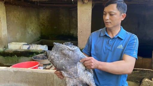 Một nơi ở Thanh Hóa, dân ồ ạt nuôi con đặc sản bự chảng, thịt ngon ngọt, có nhà 'ẵm' nửa tỷ