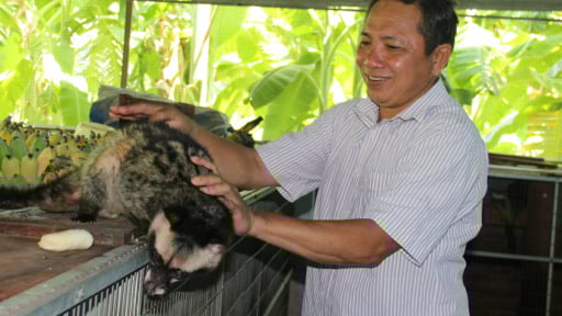 Nuôi thành công chồn hương, bán làm con đặc sản, một ông nông dân Long An giàu hẳn lên