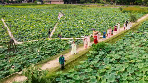 Ở tỉnh Ninh Bình mới có một cánh đồng trồng thứ hoa 'quốc dân' đẹp như phim, dân tình ra gồng gánh mà ai cũng mê tít