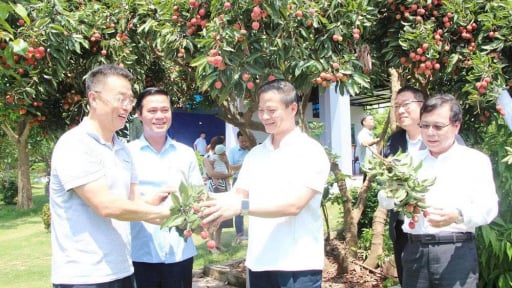 Chủ tịch UBND tỉnh Bắc Ninh giúp nông dân bán 100 tấn vải thiều vào các khu công nghiệp