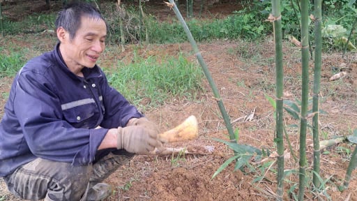 Bỏ cam trồng măng lục trúc, anh nông dân Phú Thọ ước mơ bán măng sang tận Nhật