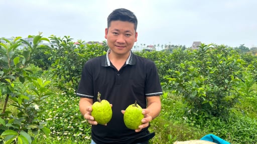 Gác bằng đại học, thanh niên Hà Tĩnh về quê làm ông chủ vườn ổi, thu nhập nửa tỷ đồng/năm