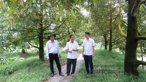 Một số phương pháp hạn chế, loại bỏ Cadimi trong đất và nông sản